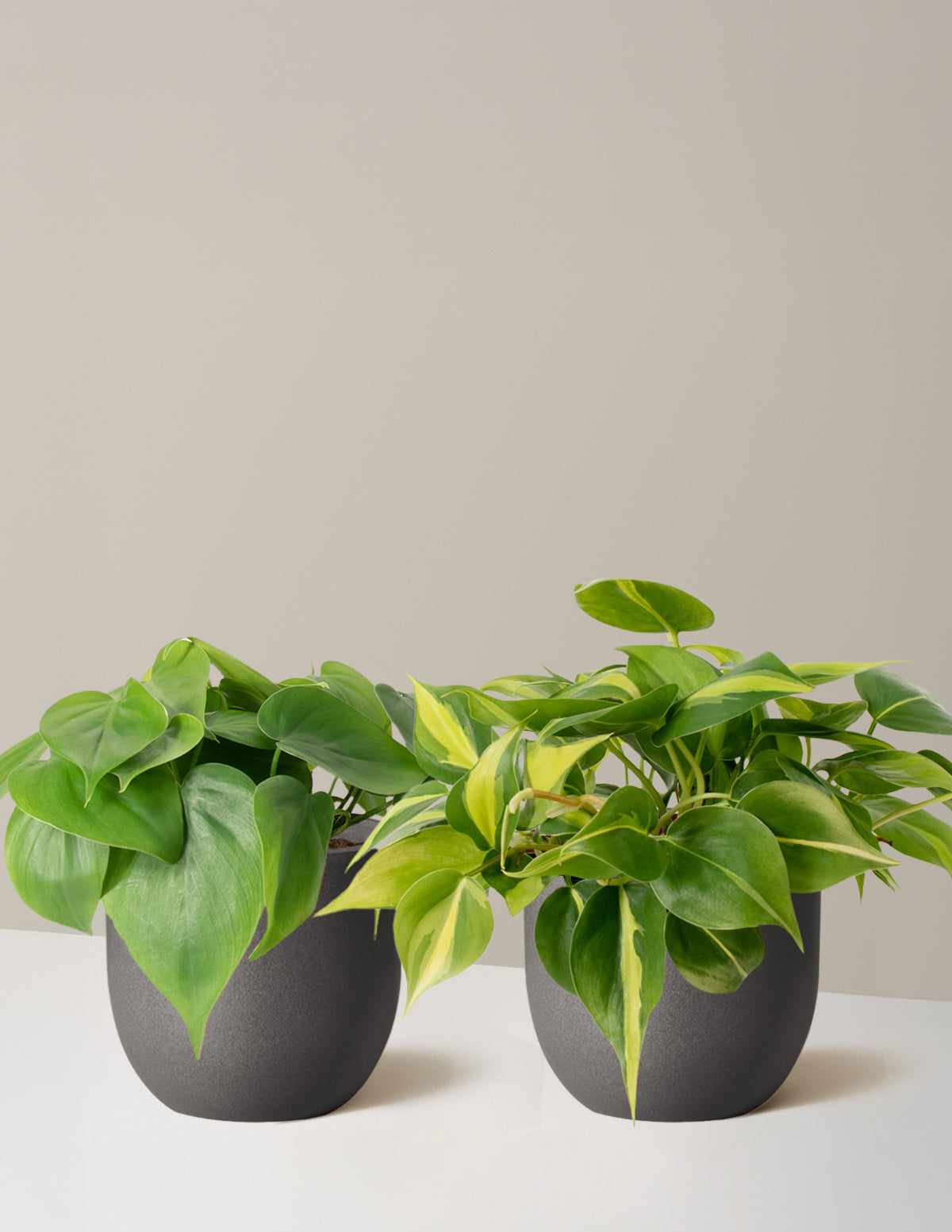 Sarkıcı Philodendron İkilisi