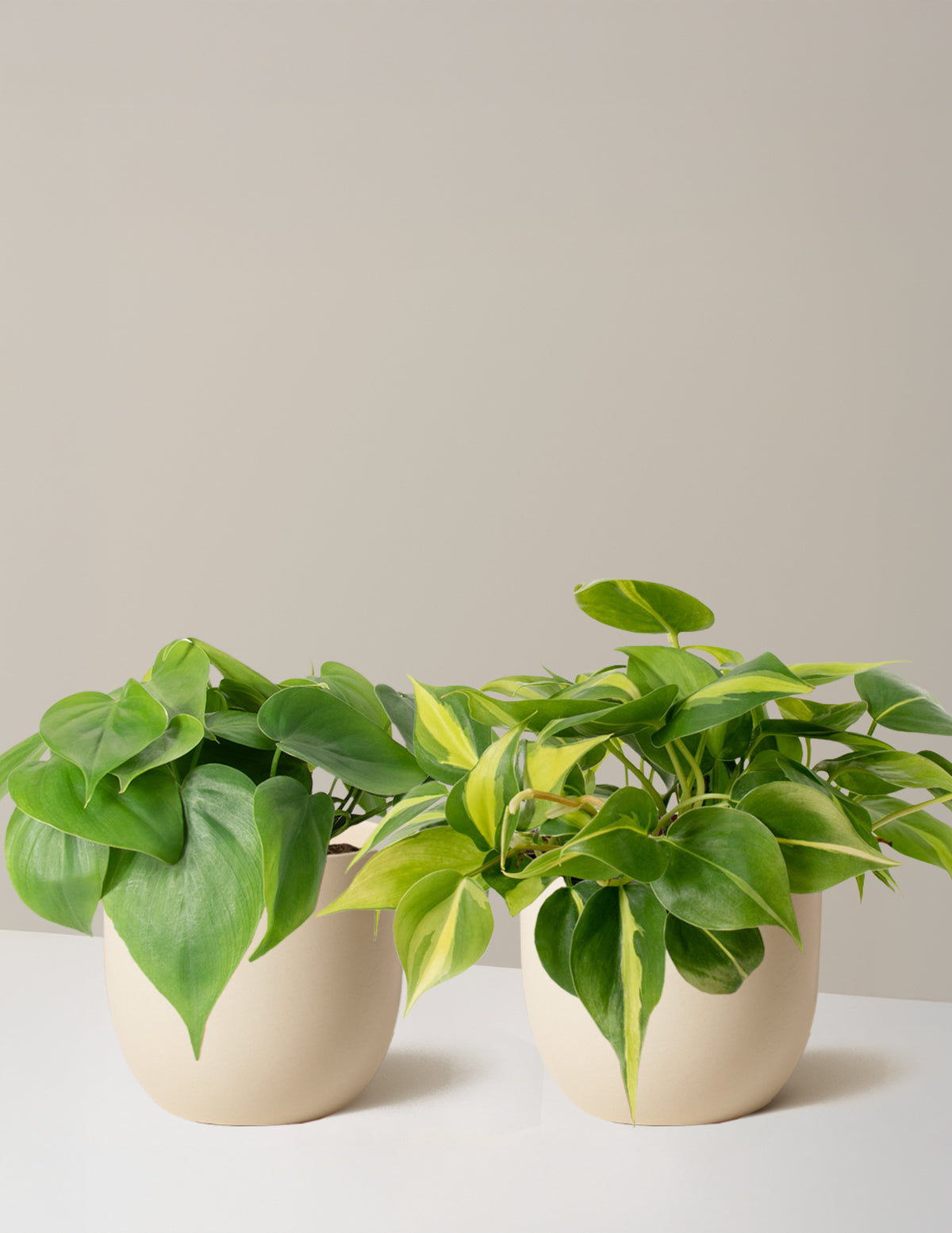 Sarkıcı Philodendron İkilisi