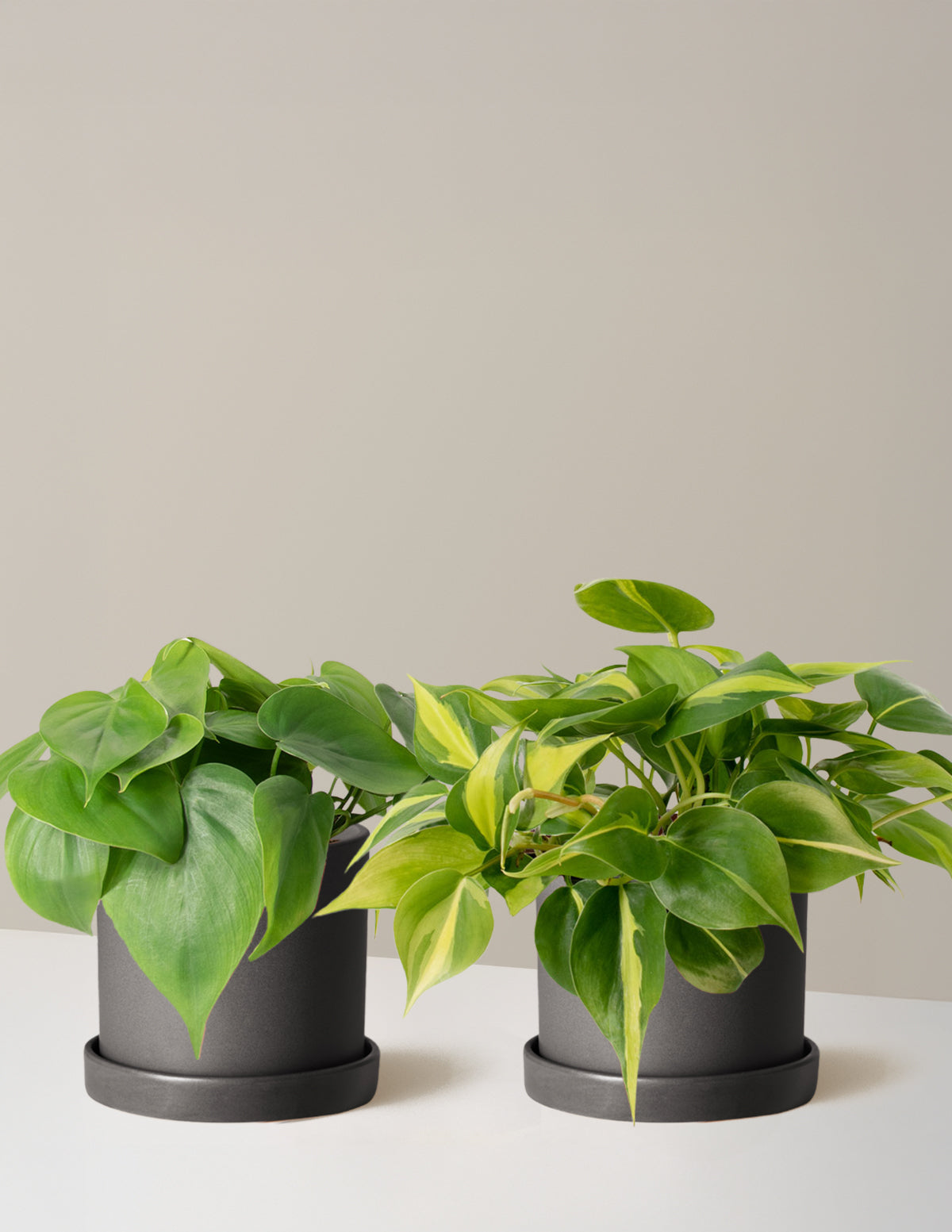 Sarkıcı Philodendron İkilisi