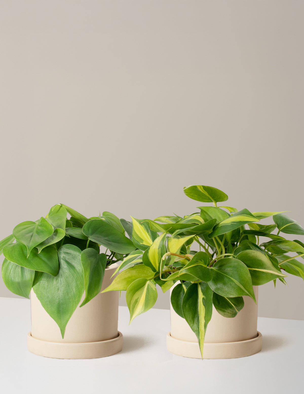 Sarkıcı Philodendron İkilisi