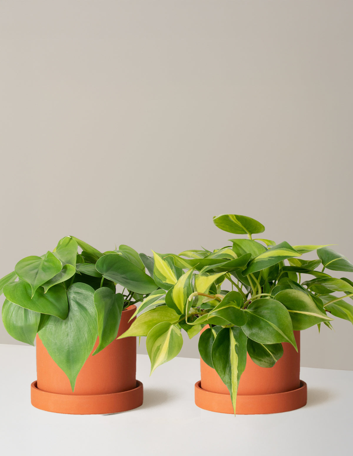 Sarkıcı Philodendron İkilisi