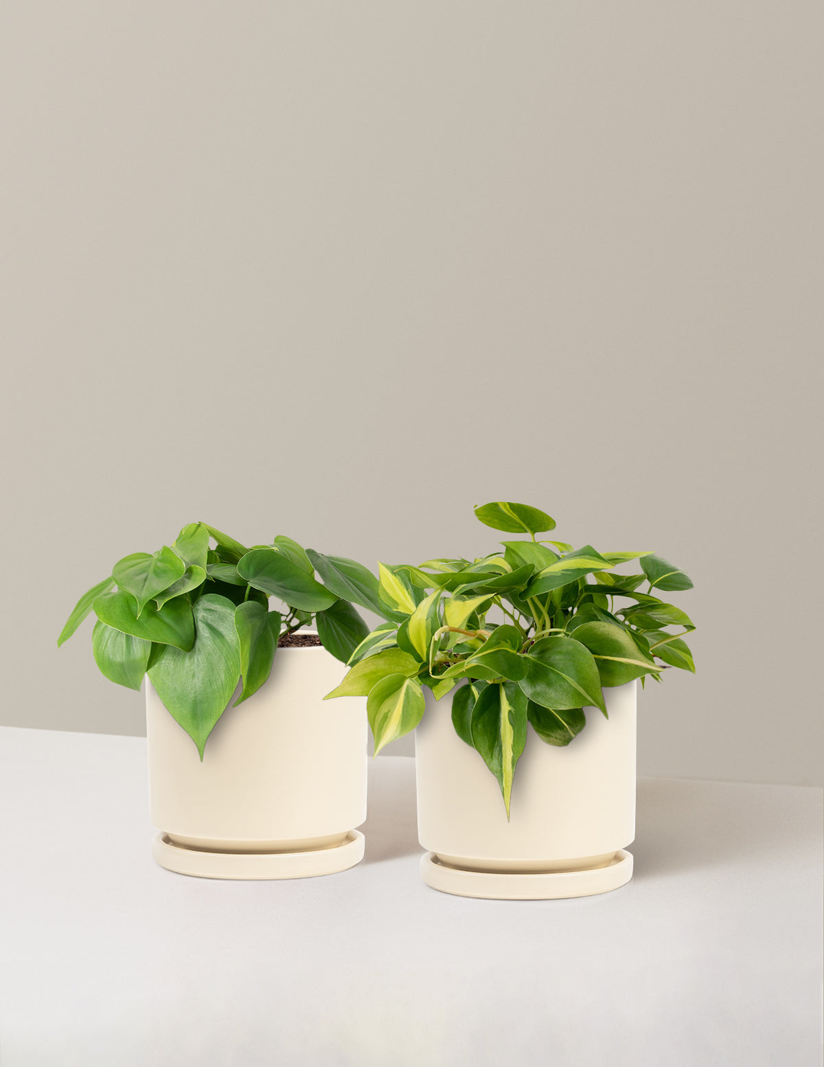 Sarkıcı Philodendron İkilisi