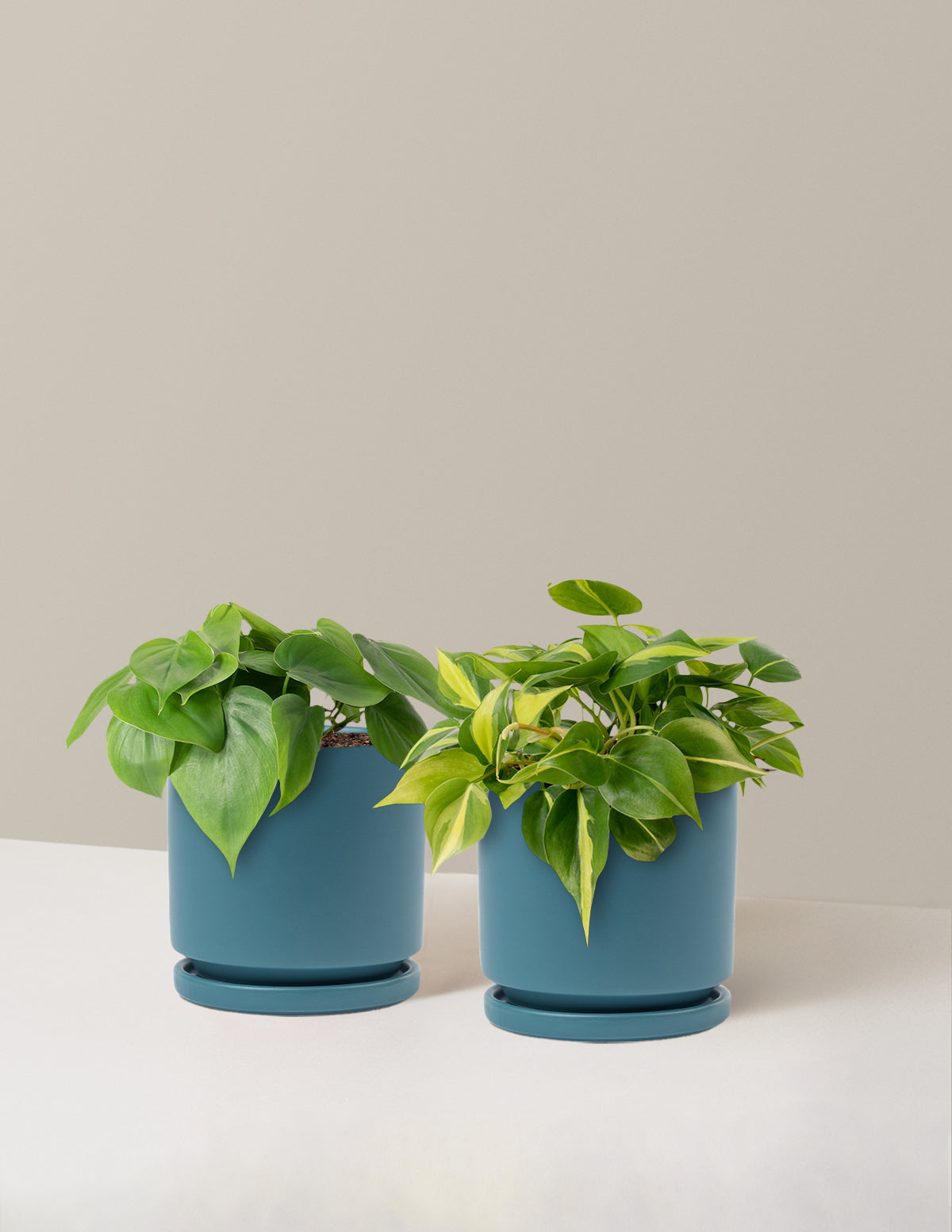 Sarkıcı Philodendron İkilisi