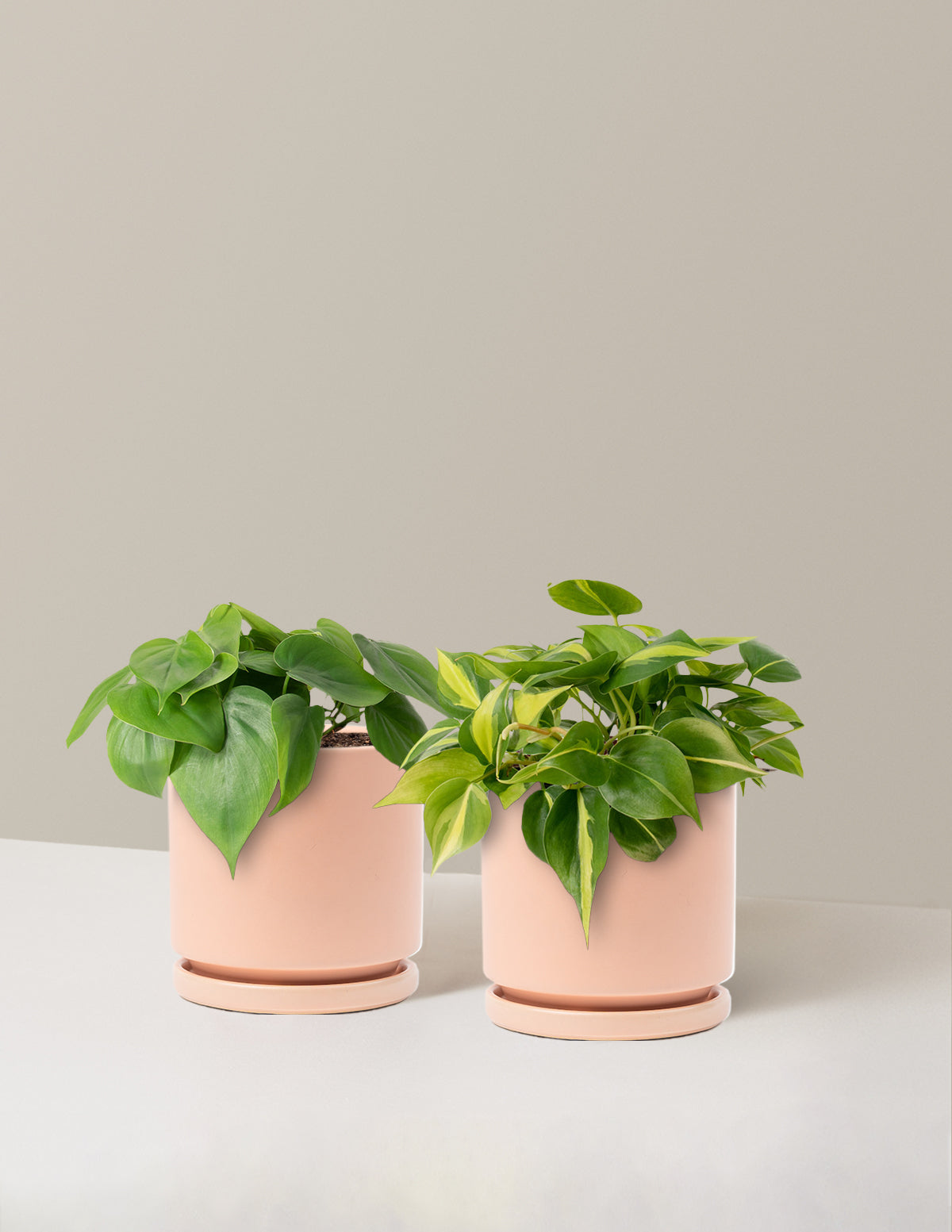 Sarkıcı Philodendron İkilisi
