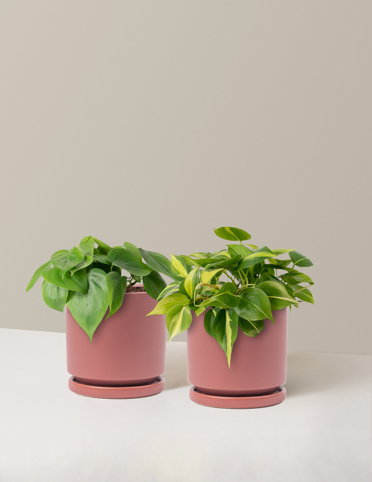 Sarkıcı Philodendron İkilisi