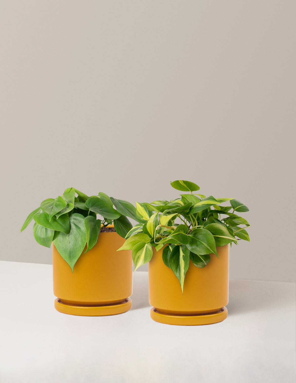 Sarkıcı Philodendron İkilisi