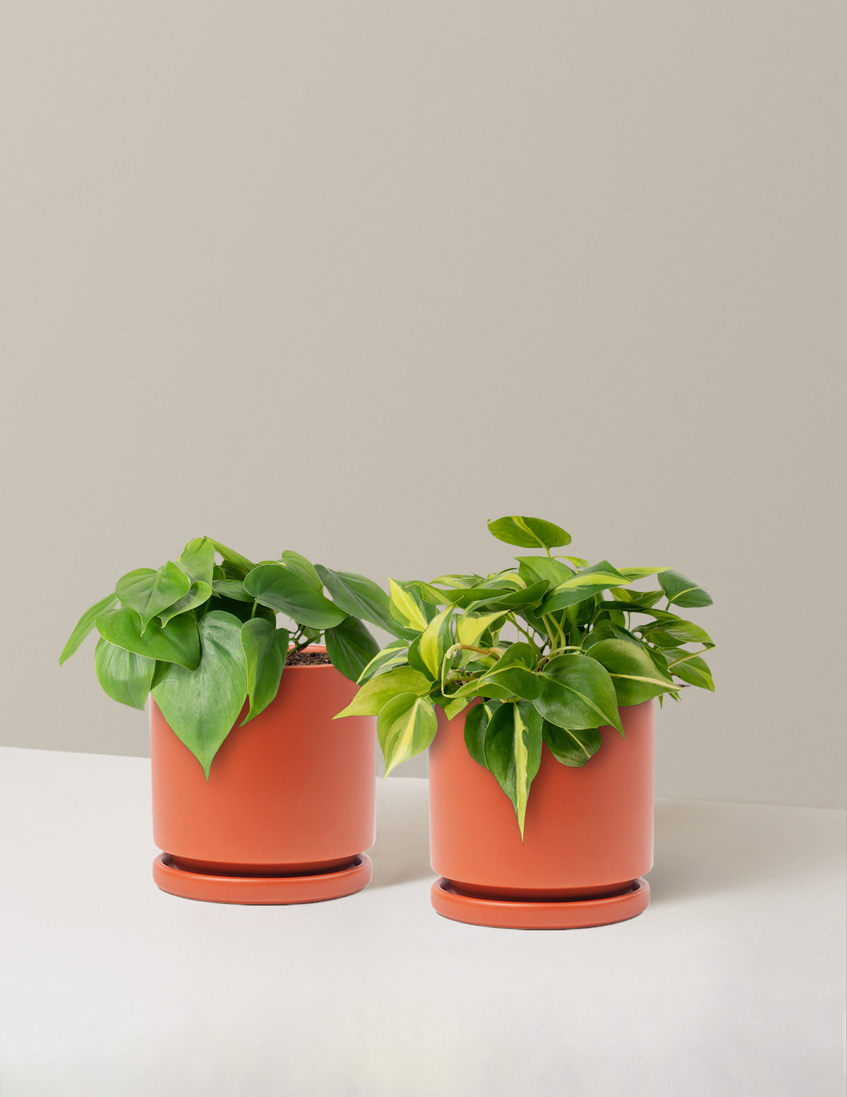 Sarkıcı Philodendron İkilisi