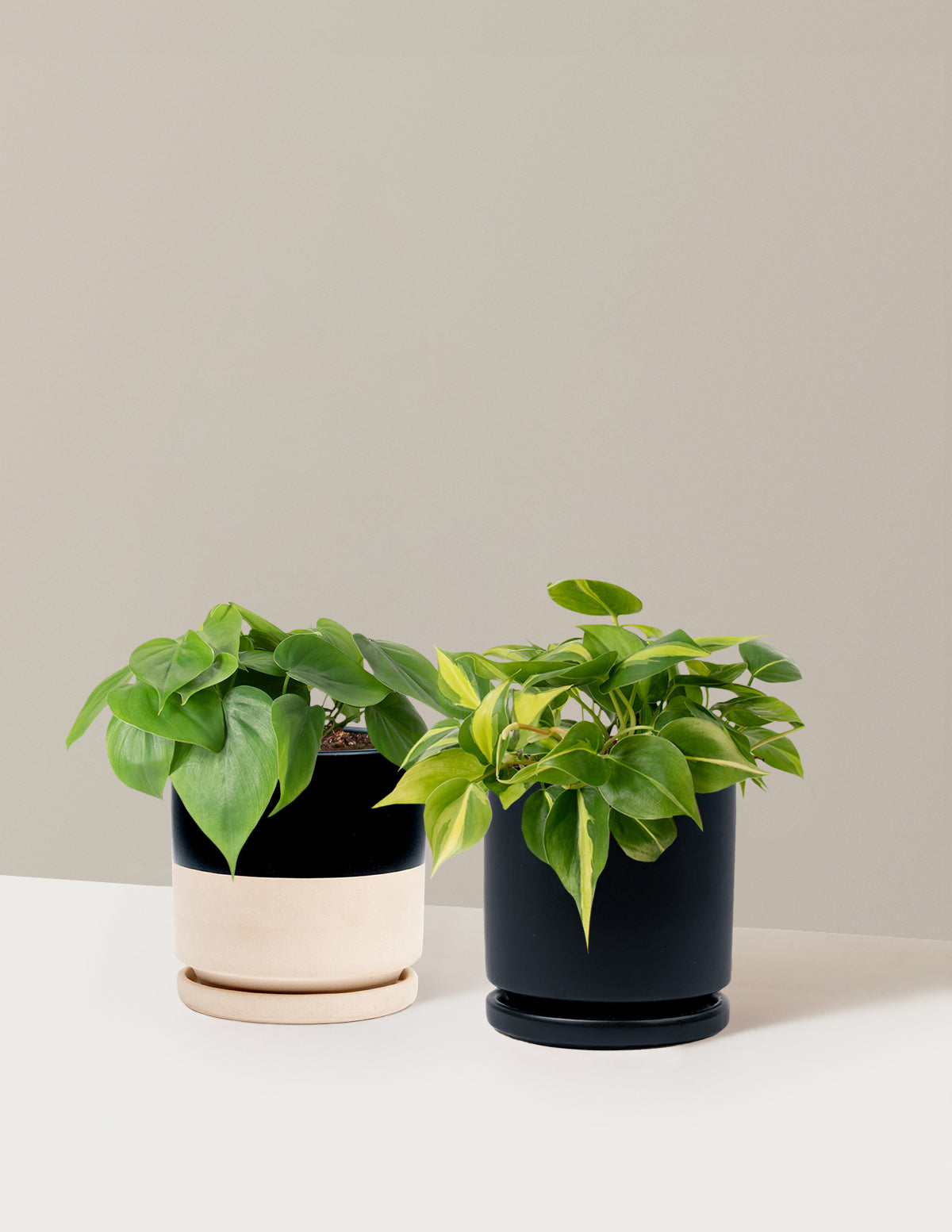 Sarkıcı Philodendron İkilisi