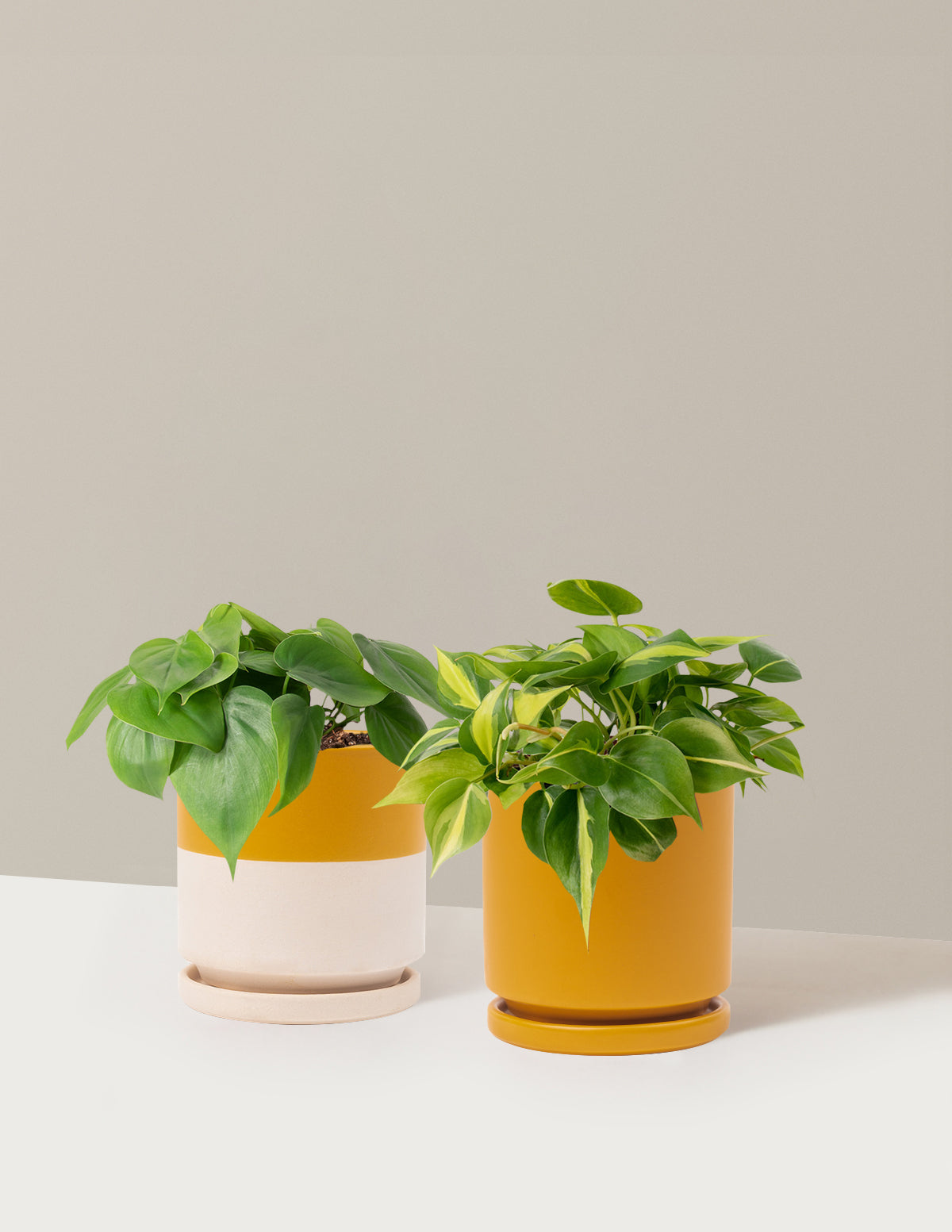 Sarkıcı Philodendron İkilisi