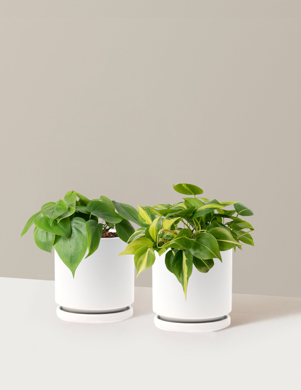 Sarkıcı Philodendron İkilisi