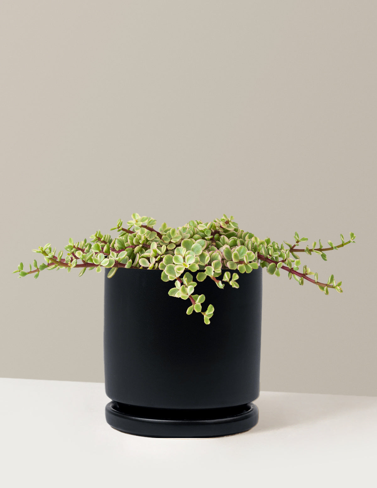 Alacalı Fil Çalısı (Variegated Elephant Bush) - Bereket Bitkisi