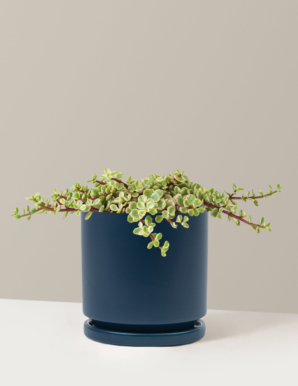 Alacalı Fil Çalısı (Variegated Elephant Bush) - Bereket Bitkisi