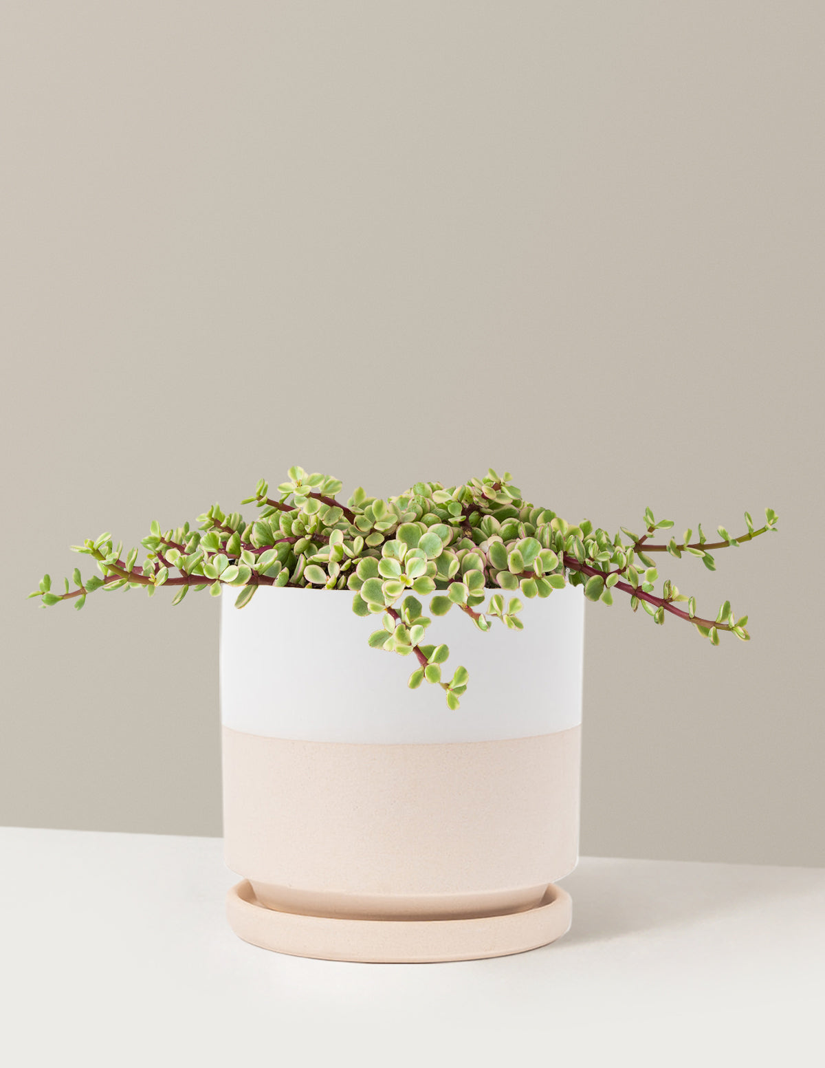 Alacalı Fil Çalısı (Variegated Elephant Bush) - Bereket Bitkisi