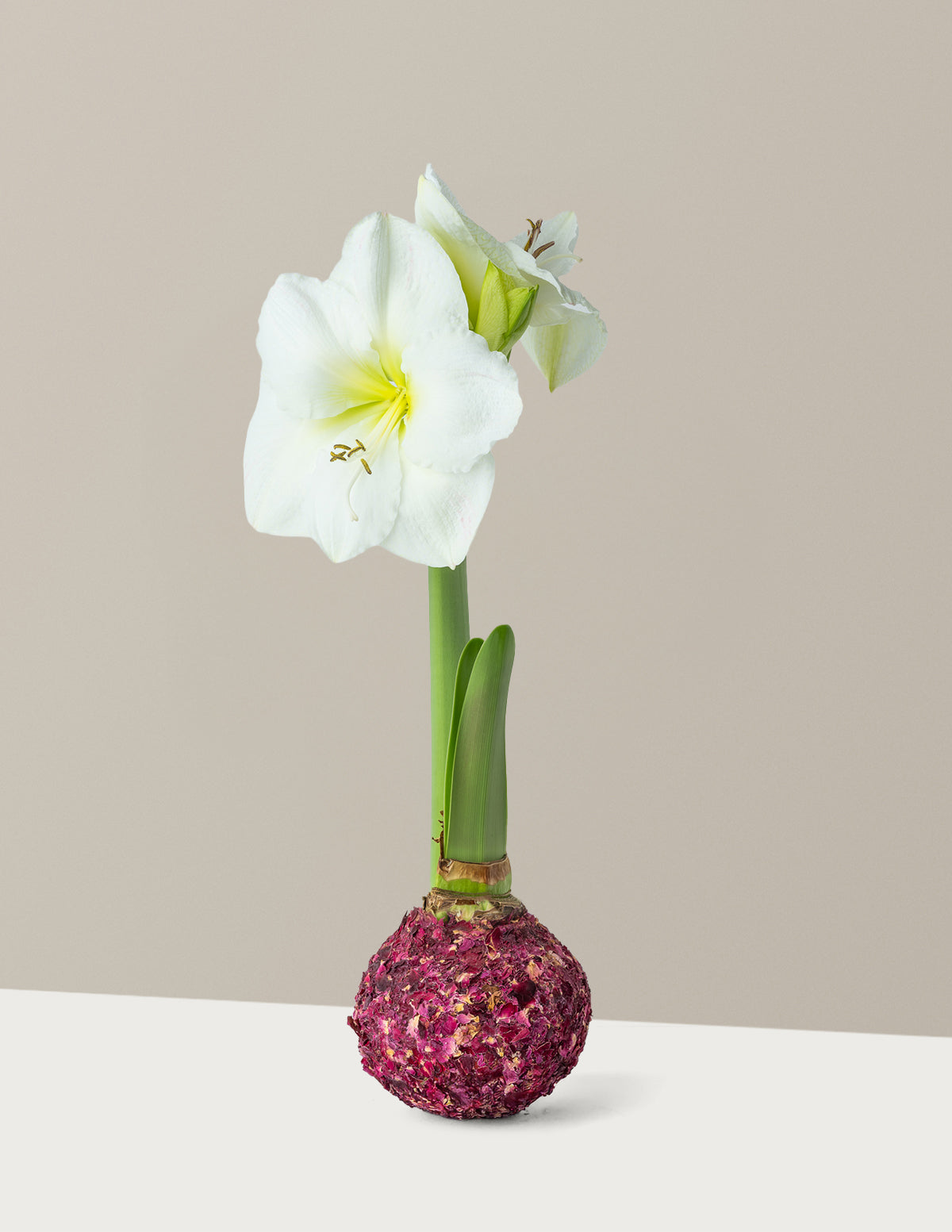 Mum Kaplı Amaryllis Soğanı