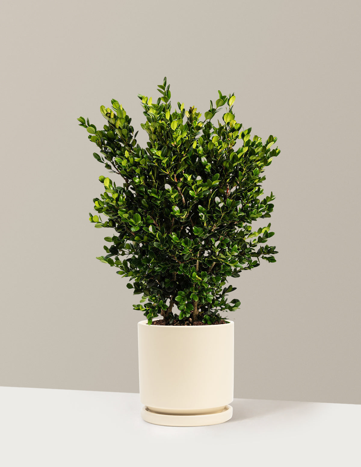 Wintergreen Şimşir (Boxwood)