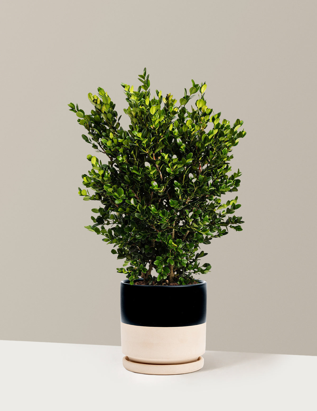 Wintergreen Şimşir (Boxwood)