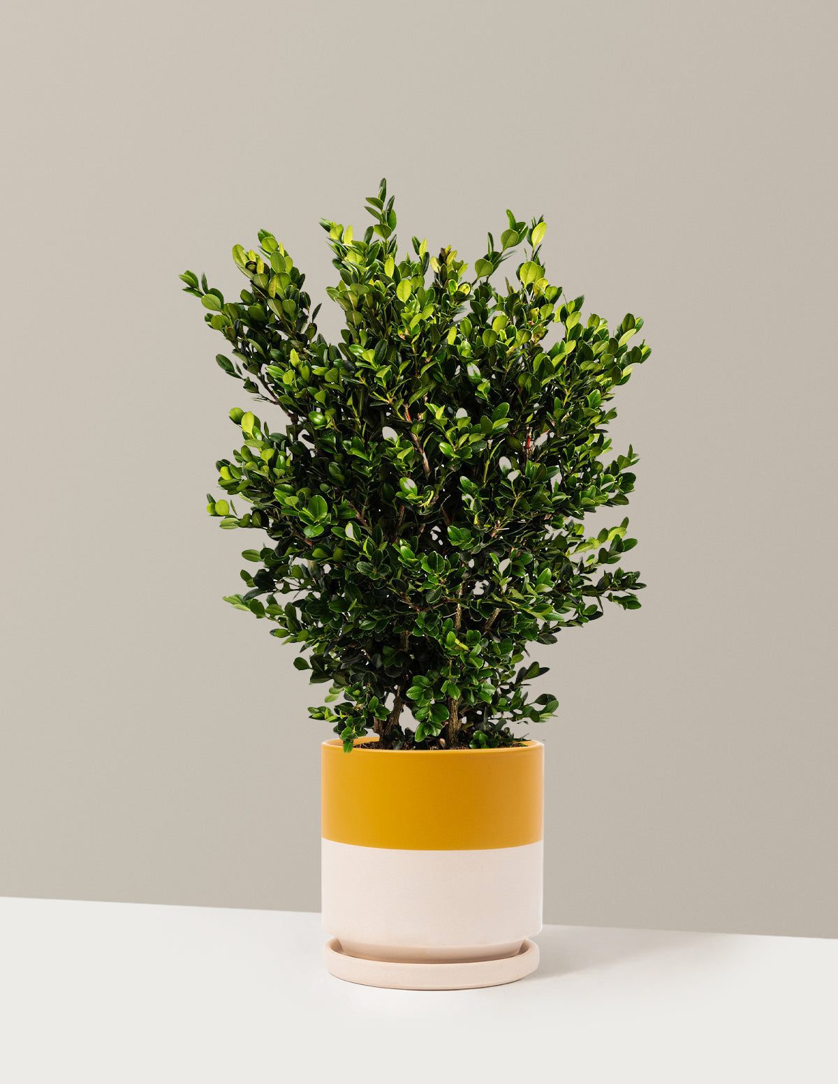 Wintergreen Şimşir (Boxwood)