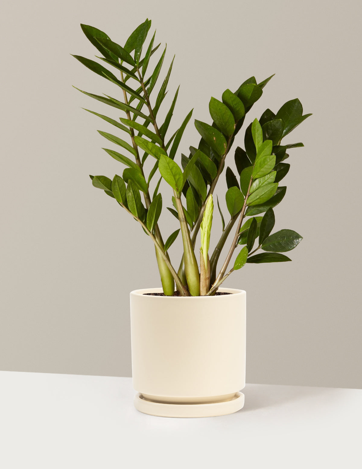 ZZ Bitkisi (Zamioculcas zamiifolia)