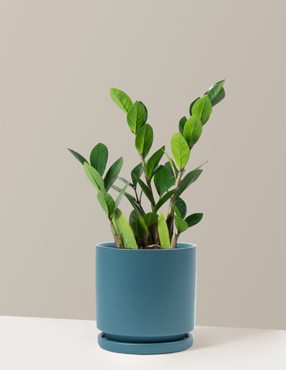 ZZ Bitkisi (Zamioculcas zamiifolia)