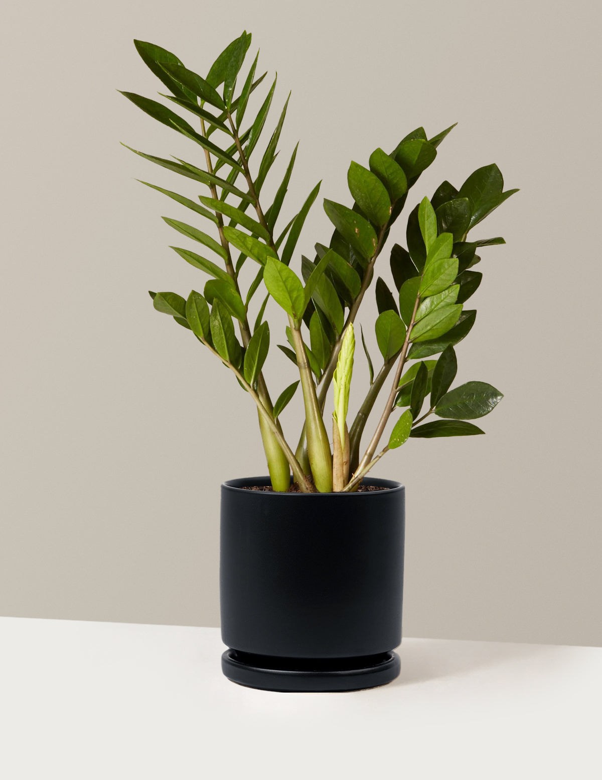 ZZ Bitkisi (Zamioculcas zamiifolia)