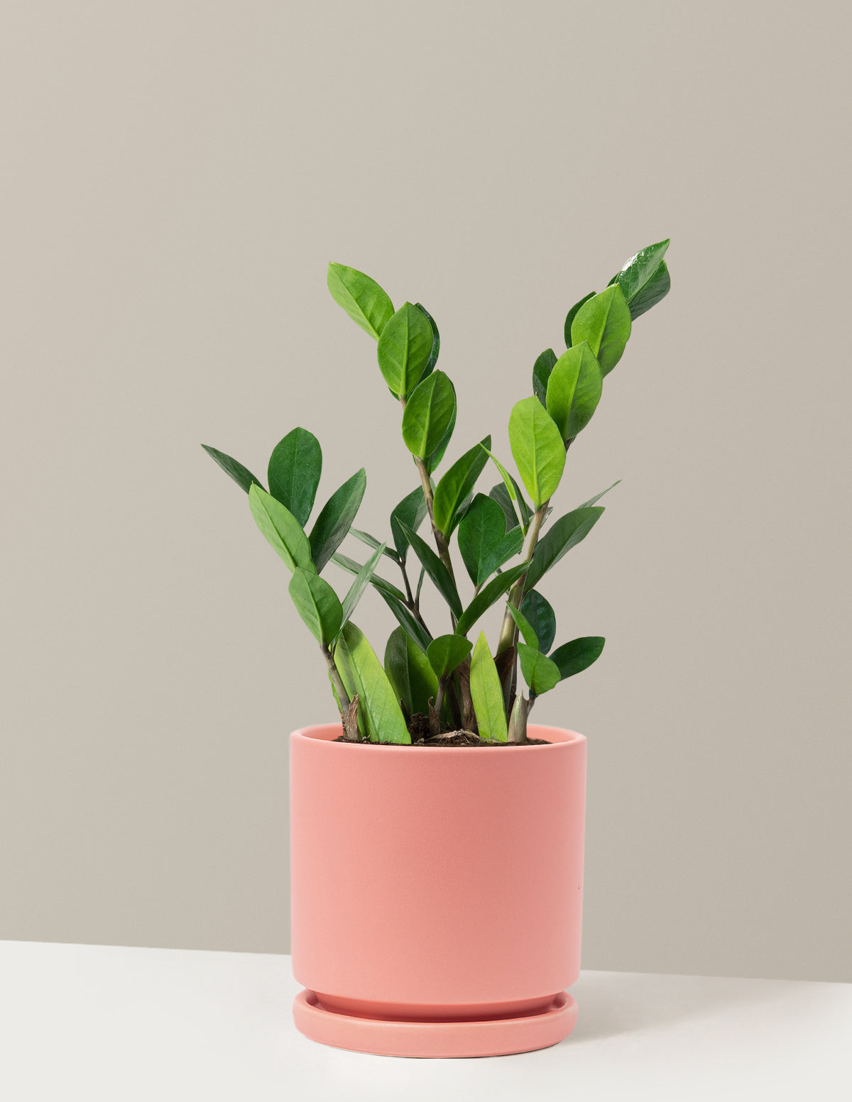 ZZ Bitkisi (Zamioculcas zamiifolia)