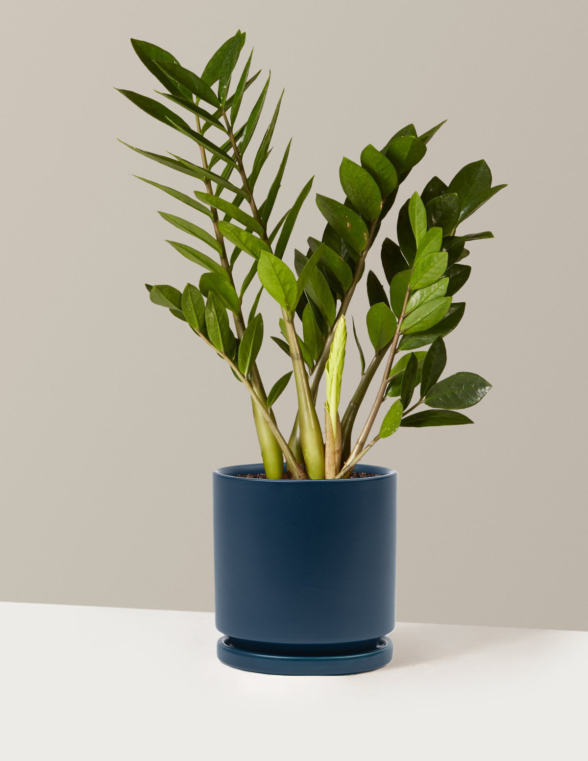 ZZ Bitkisi (Zamioculcas zamiifolia)
