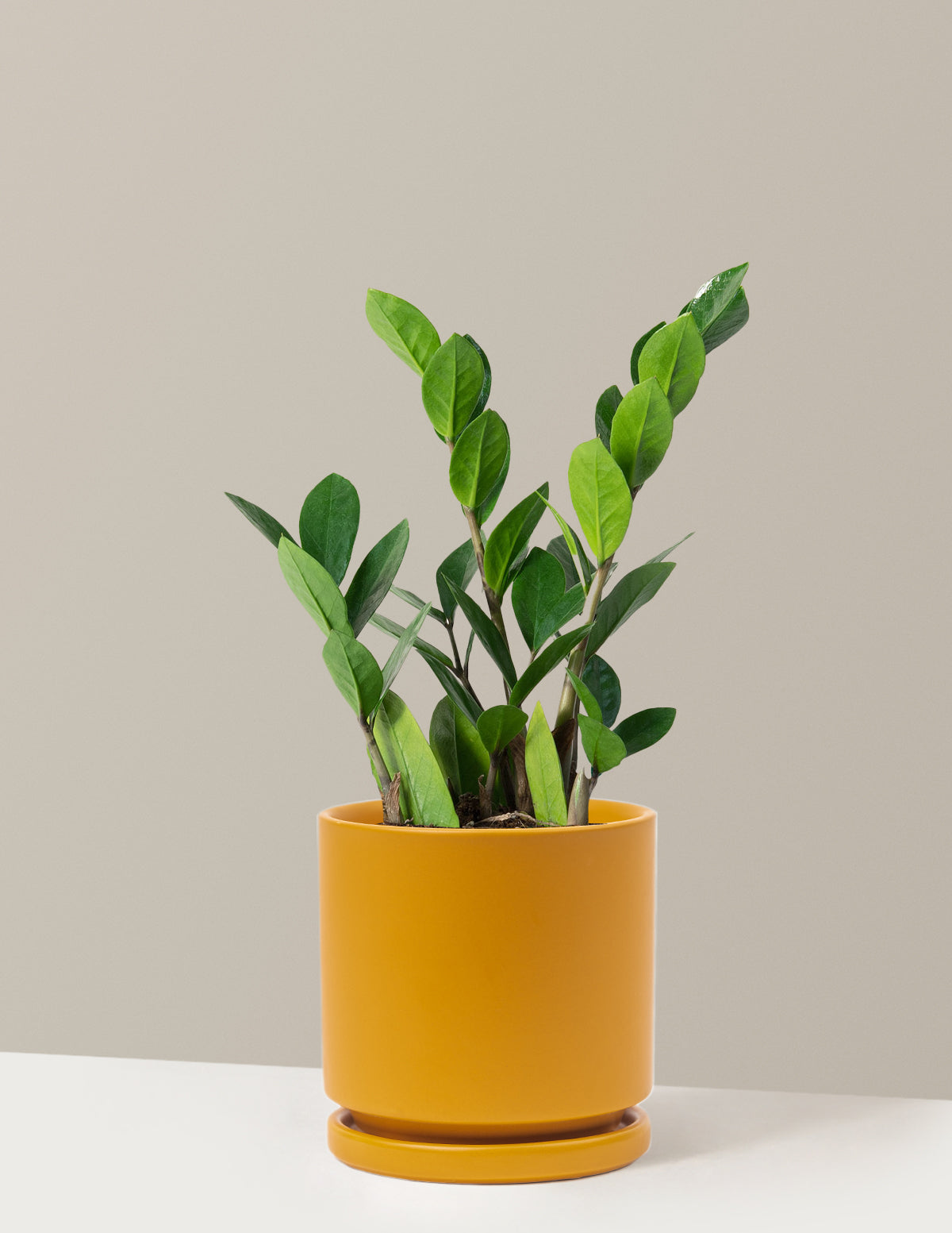 ZZ Bitkisi (Zamioculcas zamiifolia)