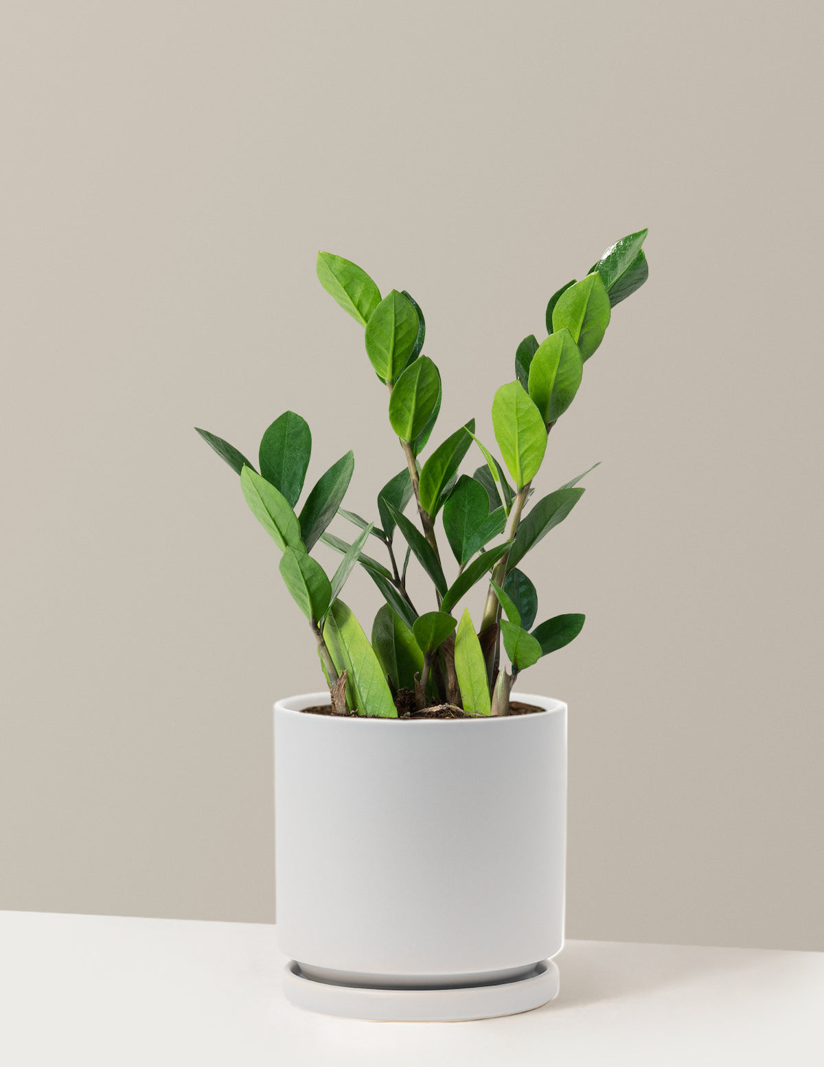 ZZ Bitkisi (Zamioculcas zamiifolia)