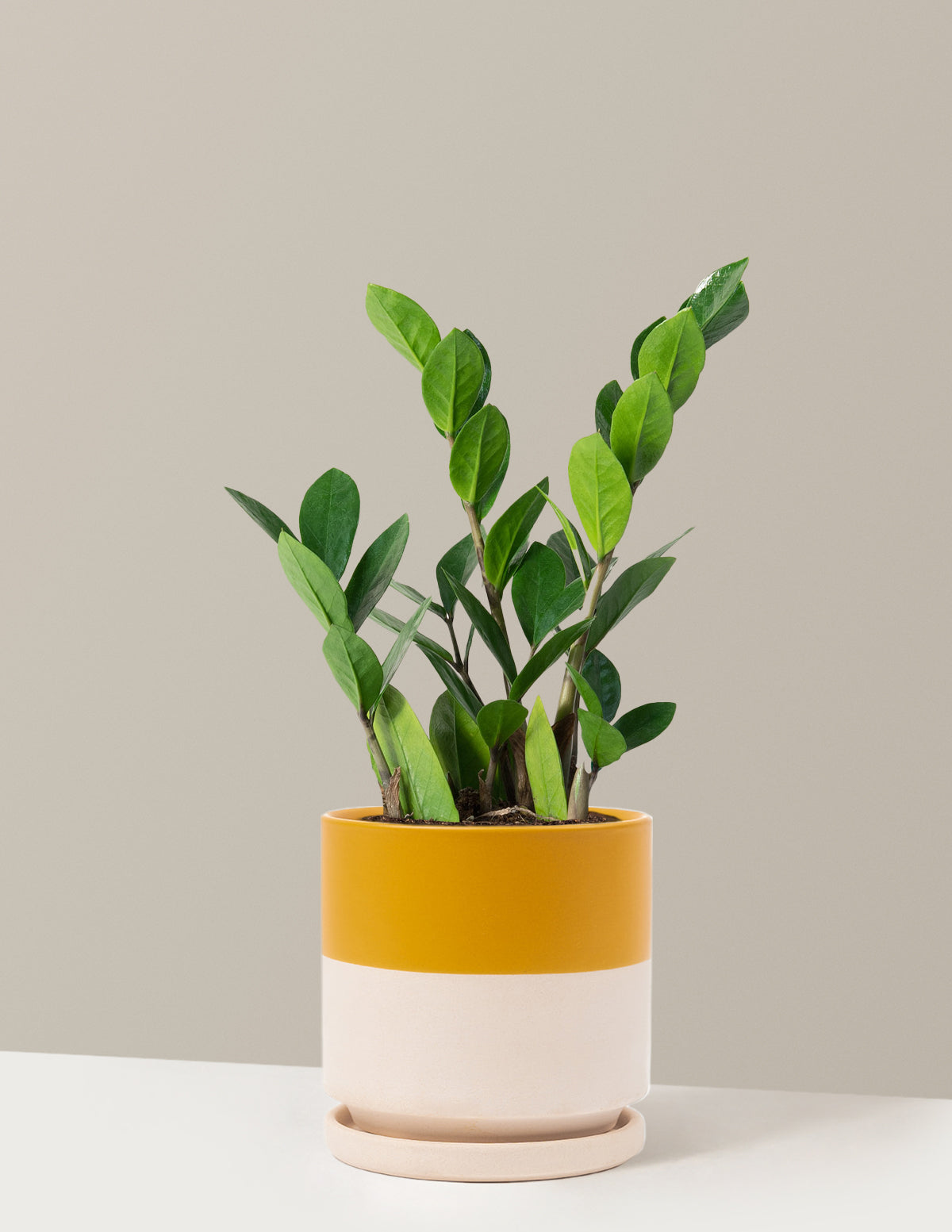 ZZ Bitkisi (Zamioculcas zamiifolia)