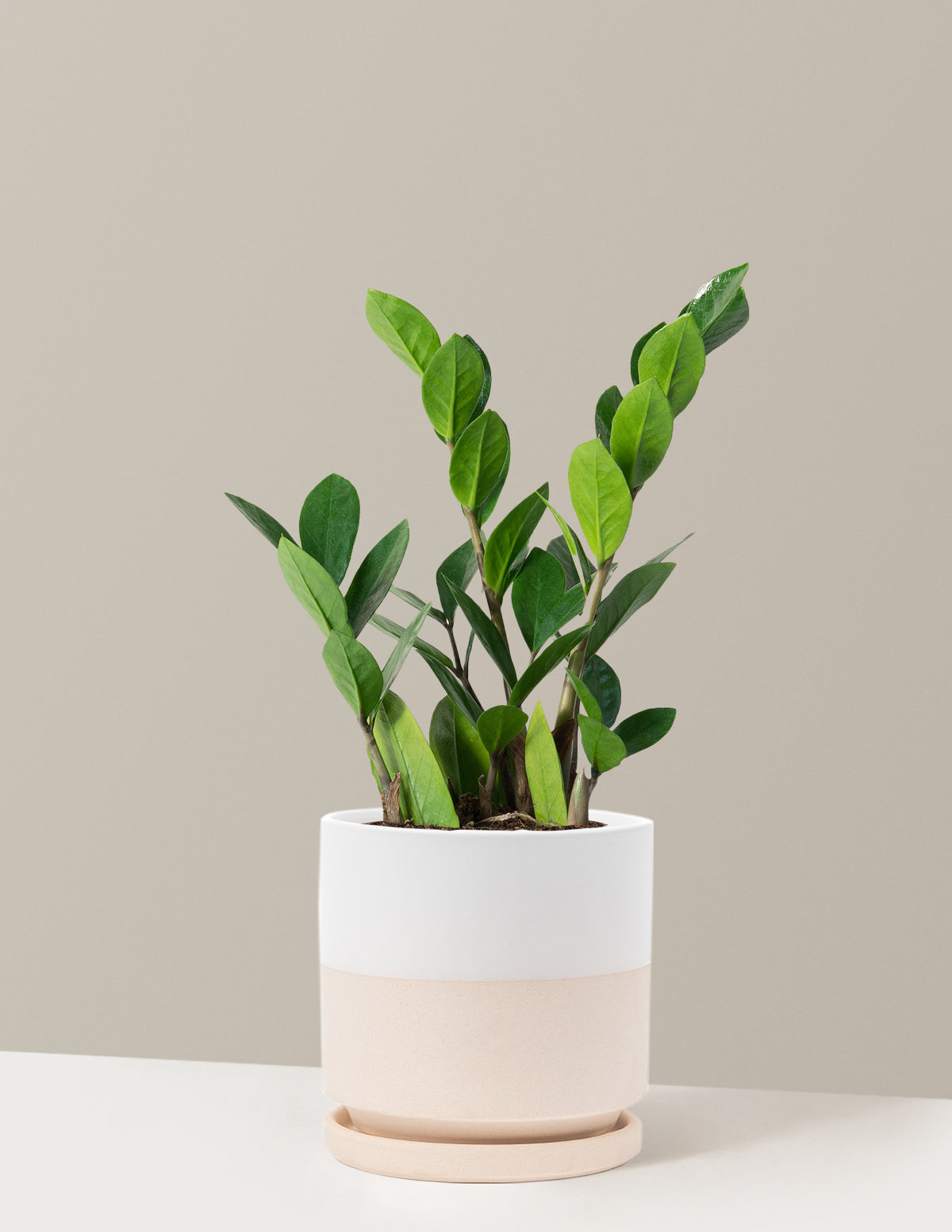ZZ Bitkisi (Zamioculcas zamiifolia)