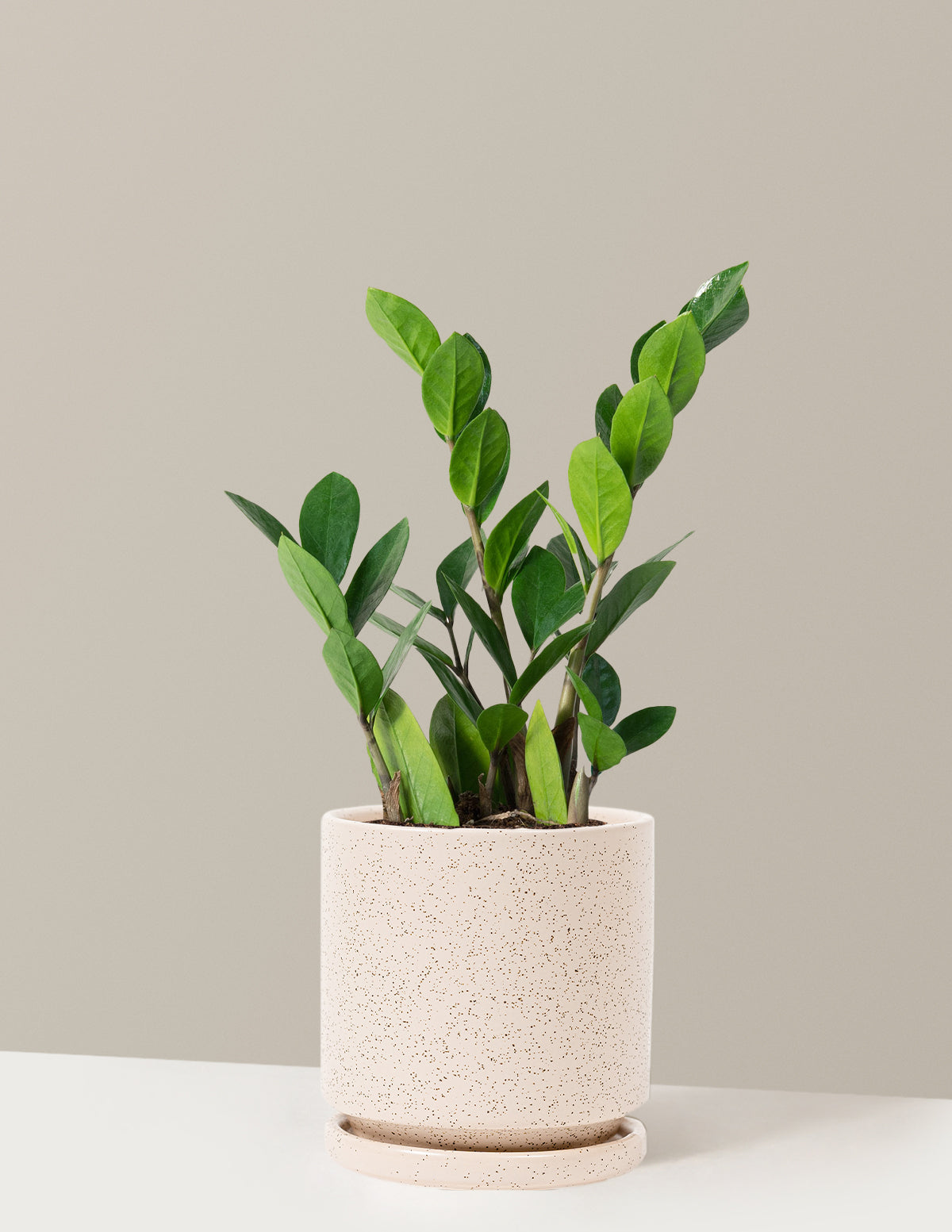 ZZ Bitkisi (Zamioculcas zamiifolia)
