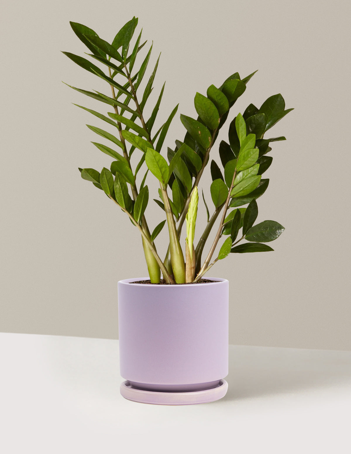 ZZ Bitkisi (Zamioculcas zamiifolia)