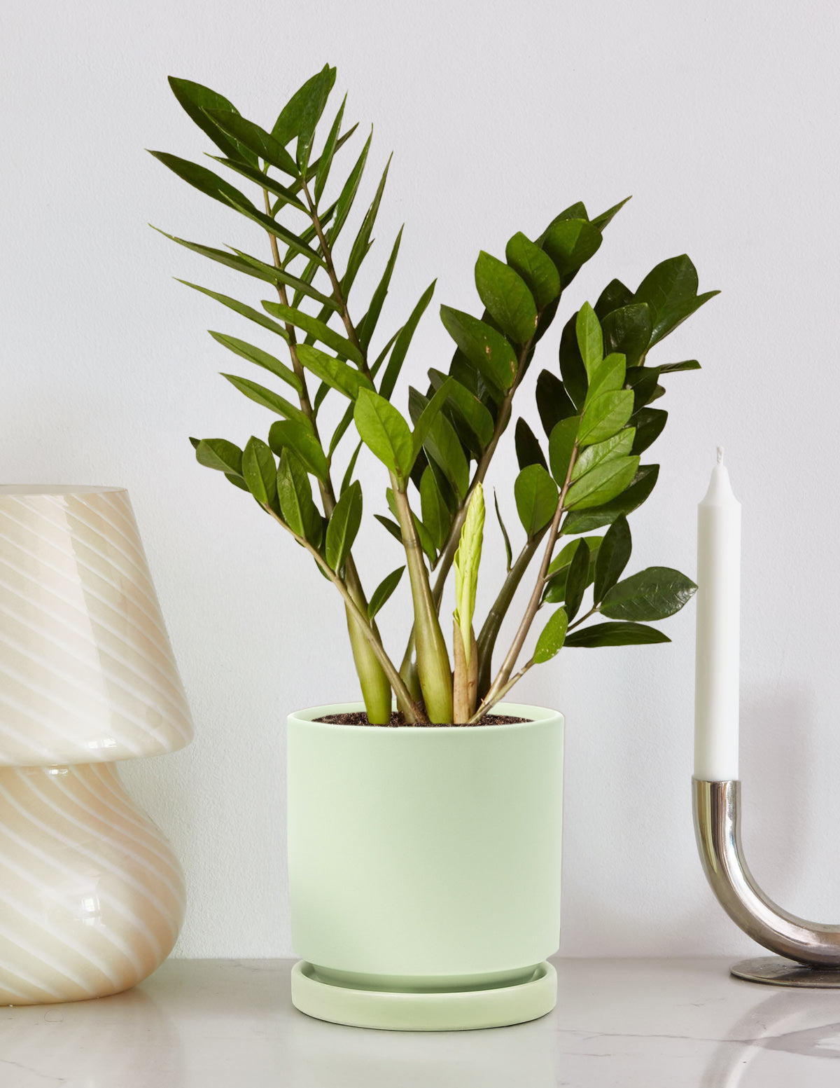ZZ Bitkisi (Zamioculcas zamiifolia)