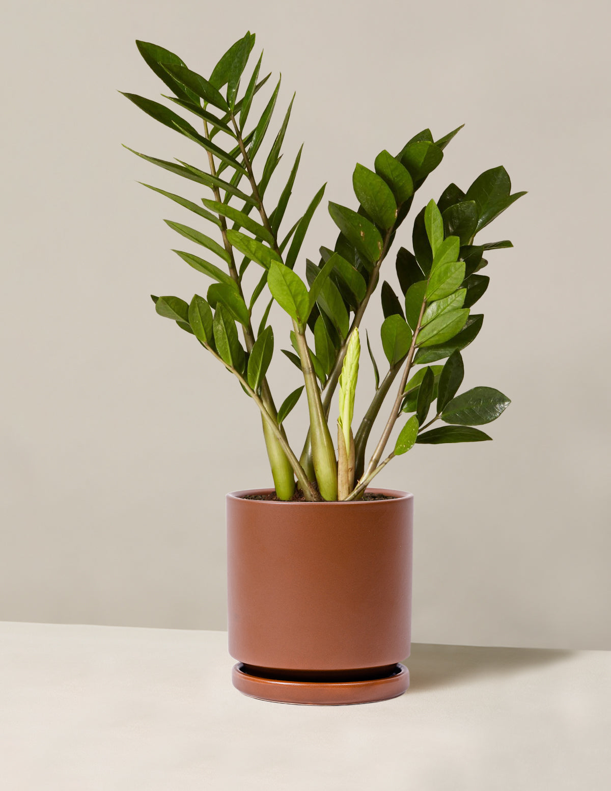 ZZ Bitkisi (Zamioculcas zamiifolia)