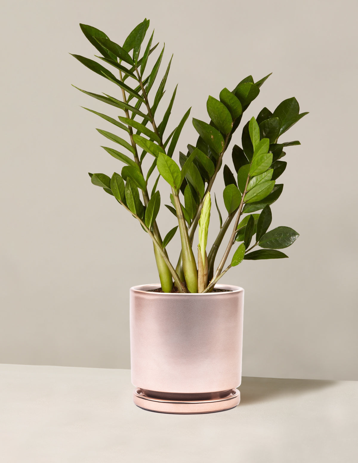 ZZ Bitkisi (Zamioculcas zamiifolia)