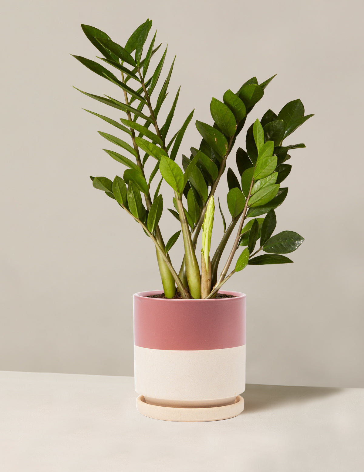 ZZ Bitkisi (Zamioculcas zamiifolia)