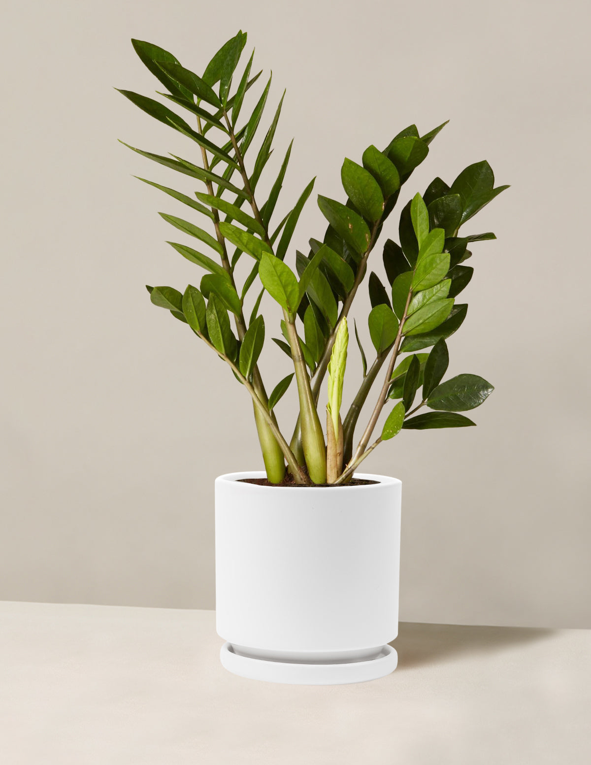 ZZ Bitkisi (Zamioculcas zamiifolia)