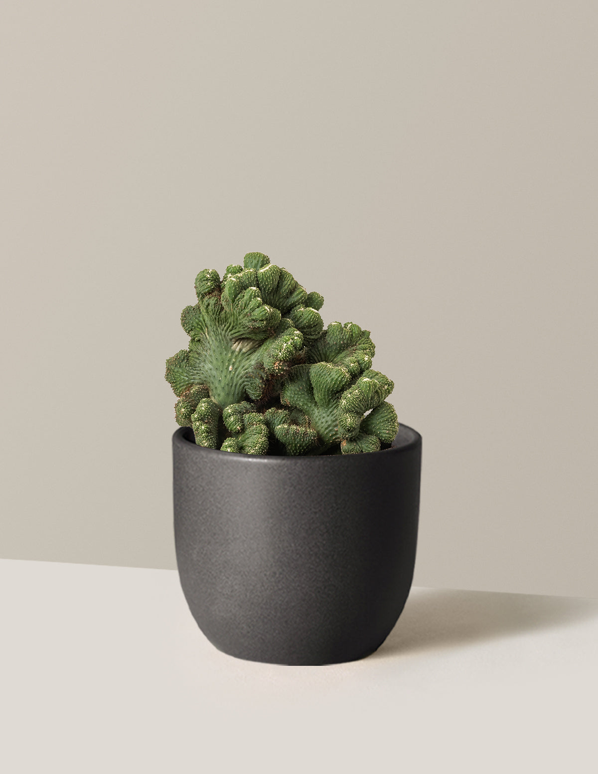 Cereus Green Coral Kaktüs
