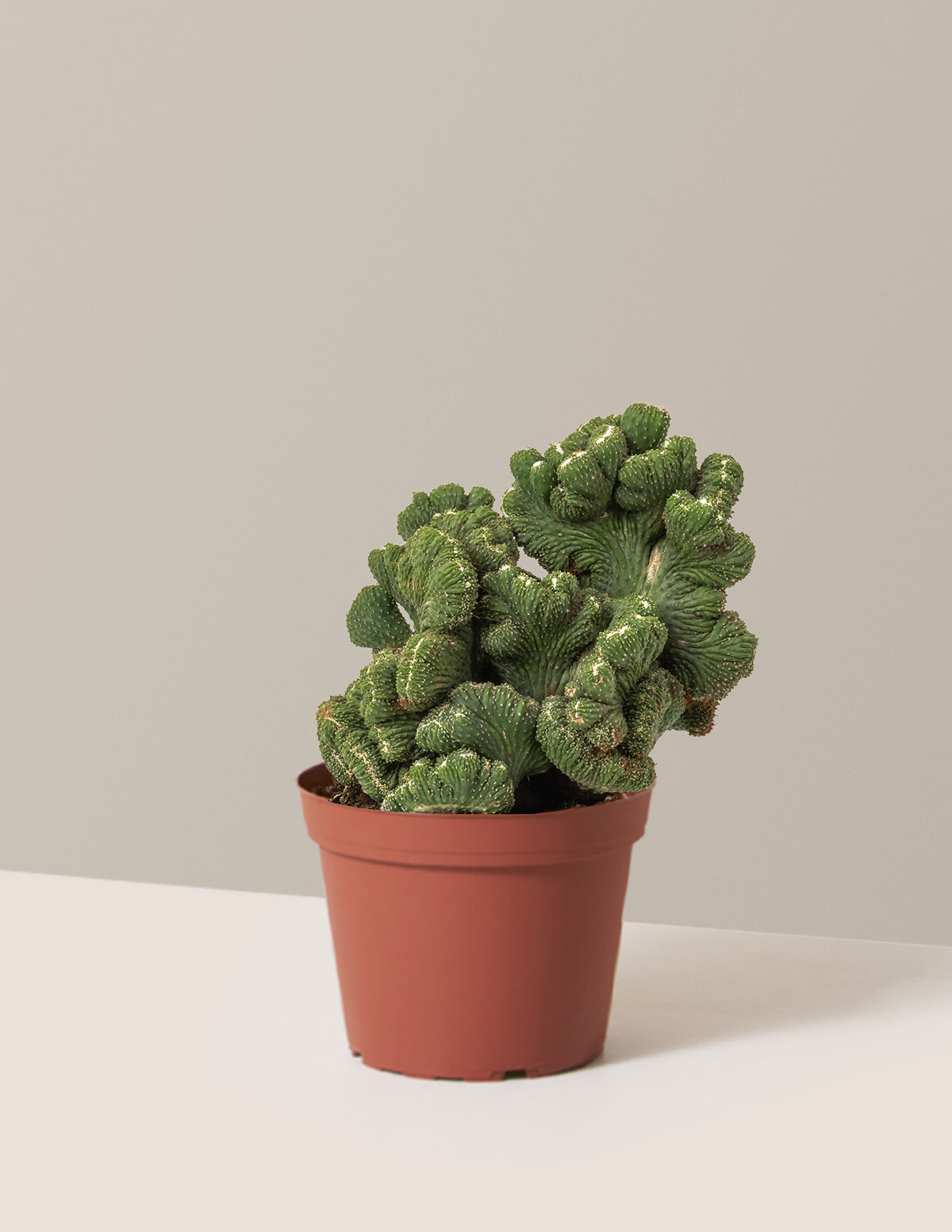 Cereus Green Coral Kaktüs