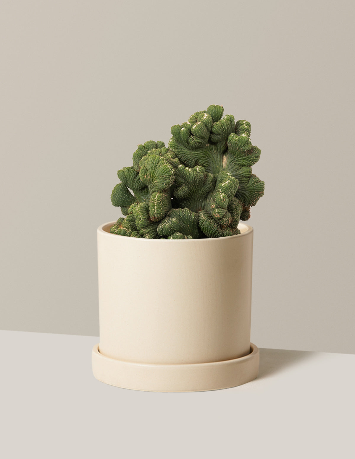 Cereus Green Coral Kaktüs