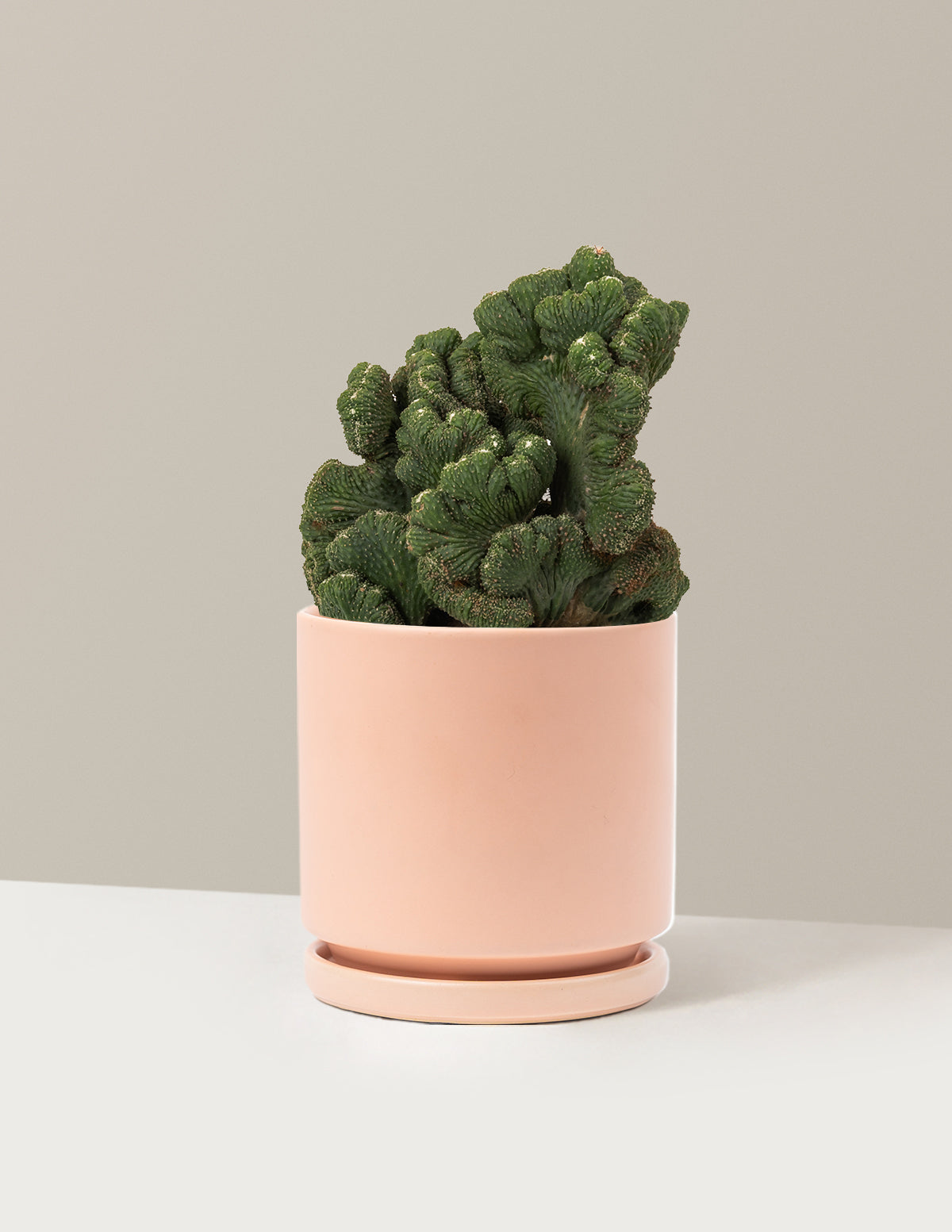 Cereus Green Coral Kaktüs