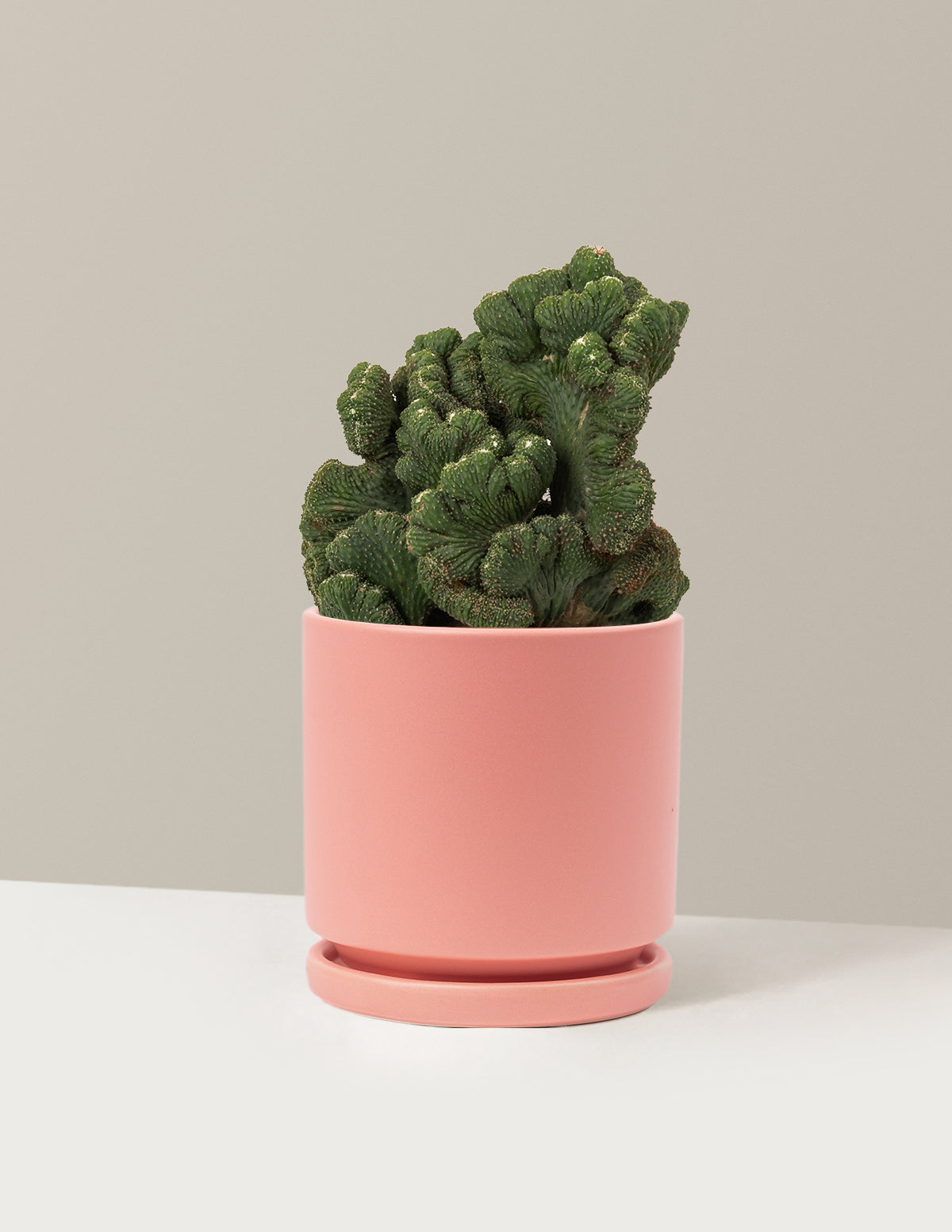 Cereus Green Coral Kaktüs