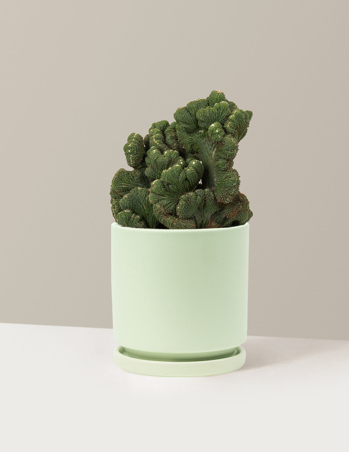 Cereus Green Coral Kaktüs