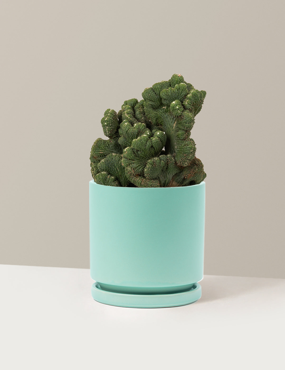 Cereus Green Coral Kaktüs
