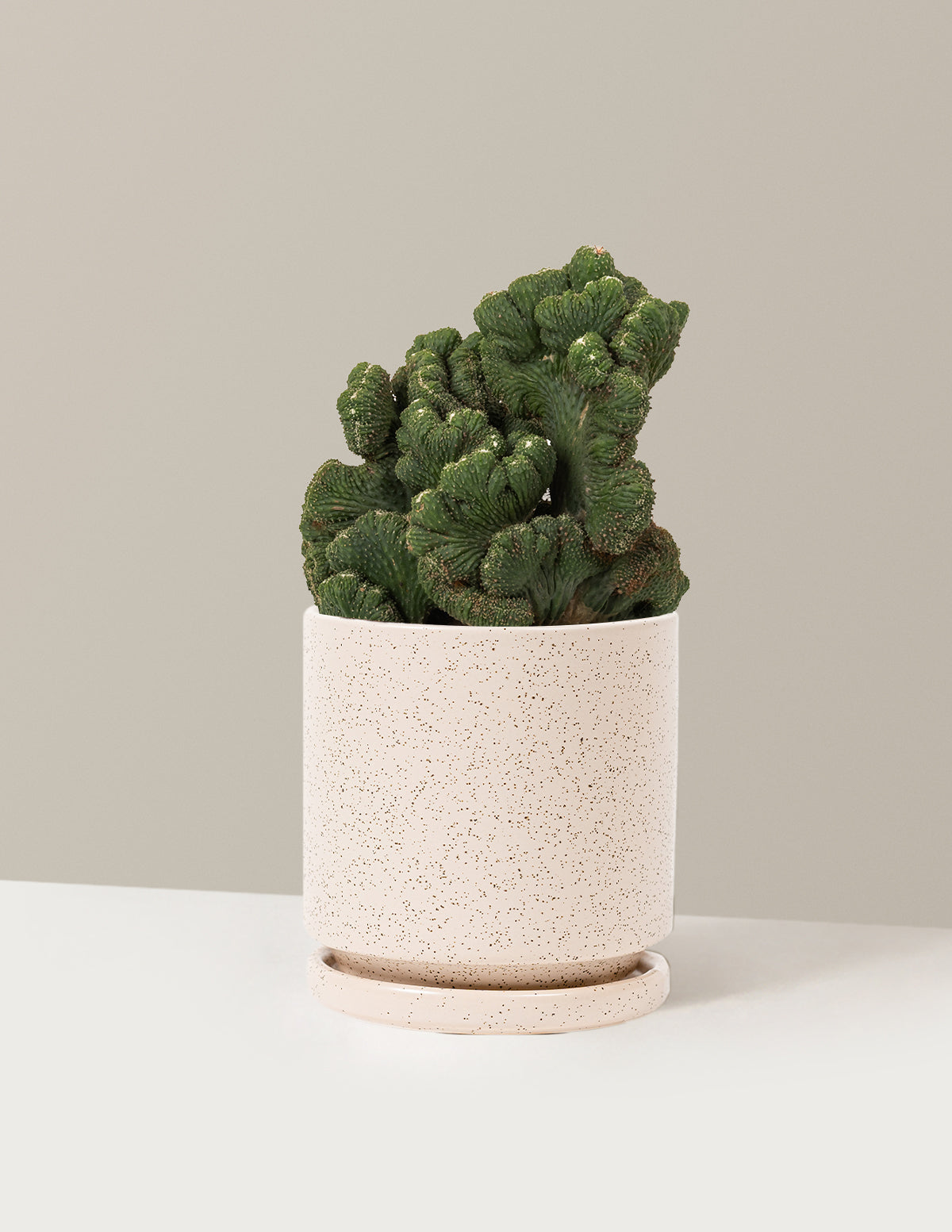 Cereus Green Coral Kaktüs