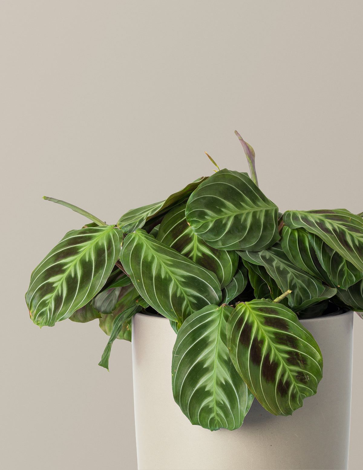 Siyah Dua Çiçeği (Maranta Black)