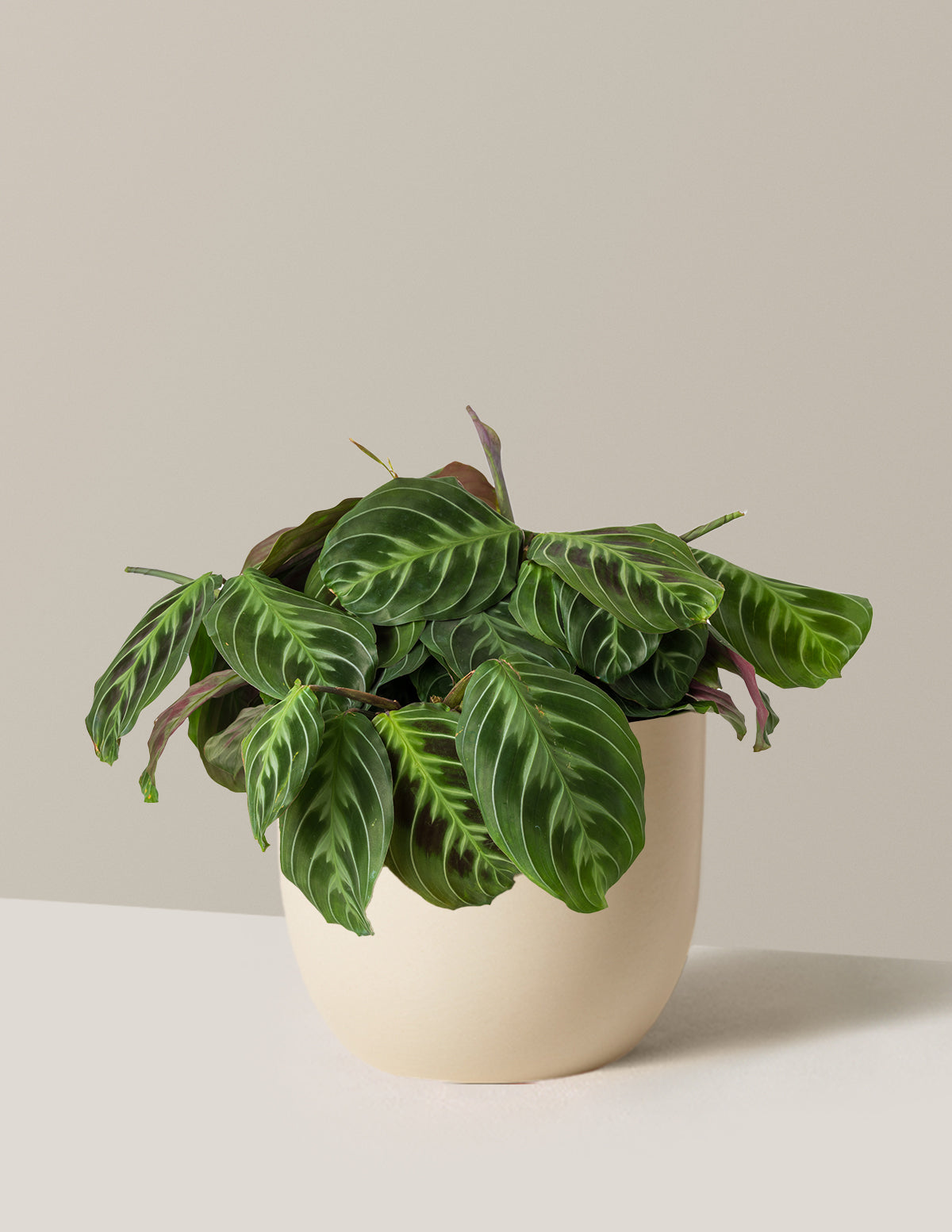 Siyah Dua Çiçeği (Maranta Black)