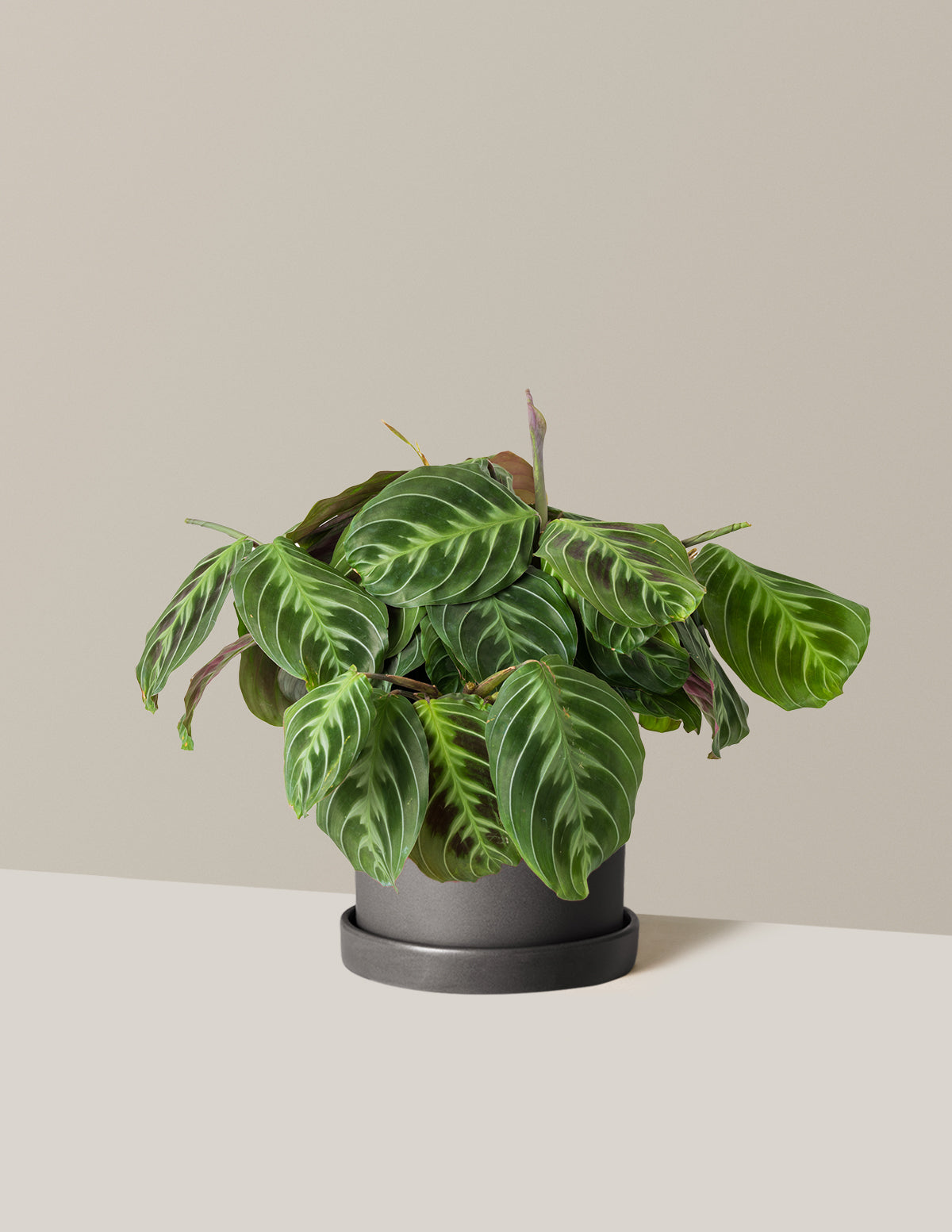 Siyah Dua Çiçeği (Maranta Black)