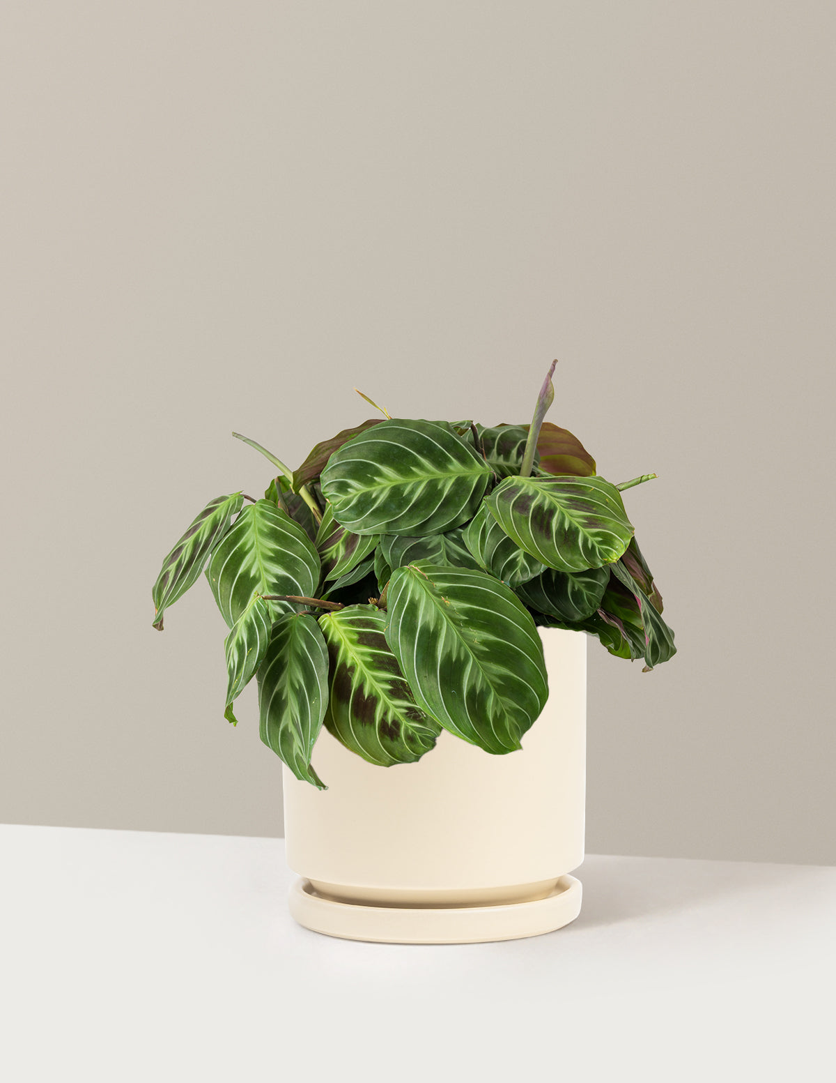 Siyah Dua Çiçeği (Maranta Black)
