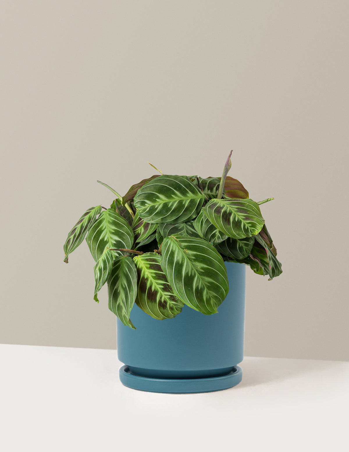 Siyah Dua Çiçeği (Maranta Black)